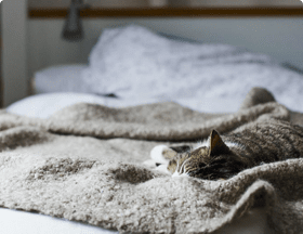 Cat sleeping on top of a bed