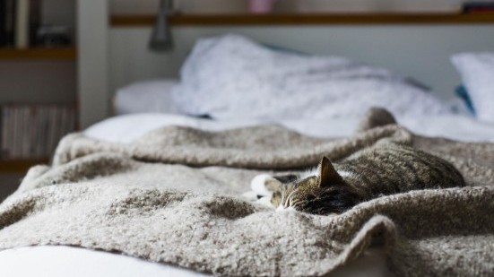 Schlafende Katze auf Decke